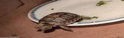 Tortoise reptiles for sale:  🐢 Baby Spur Thighed Tortoises available 🐢 in Ruislip - Advert 2