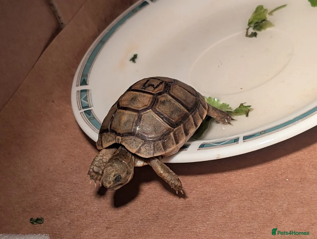 Tortoise reptiles for sale:  🐢 Baby Spur Thighed Tortoises available 🐢 in Ruislip - Advert 2