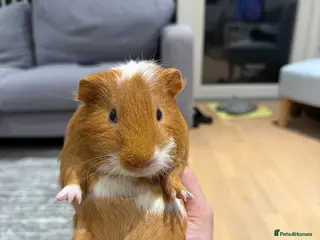 Guinea Pig rodents Adorable Male Guinea Pig – Cinnamon 🐹 in Southall - Advert 1