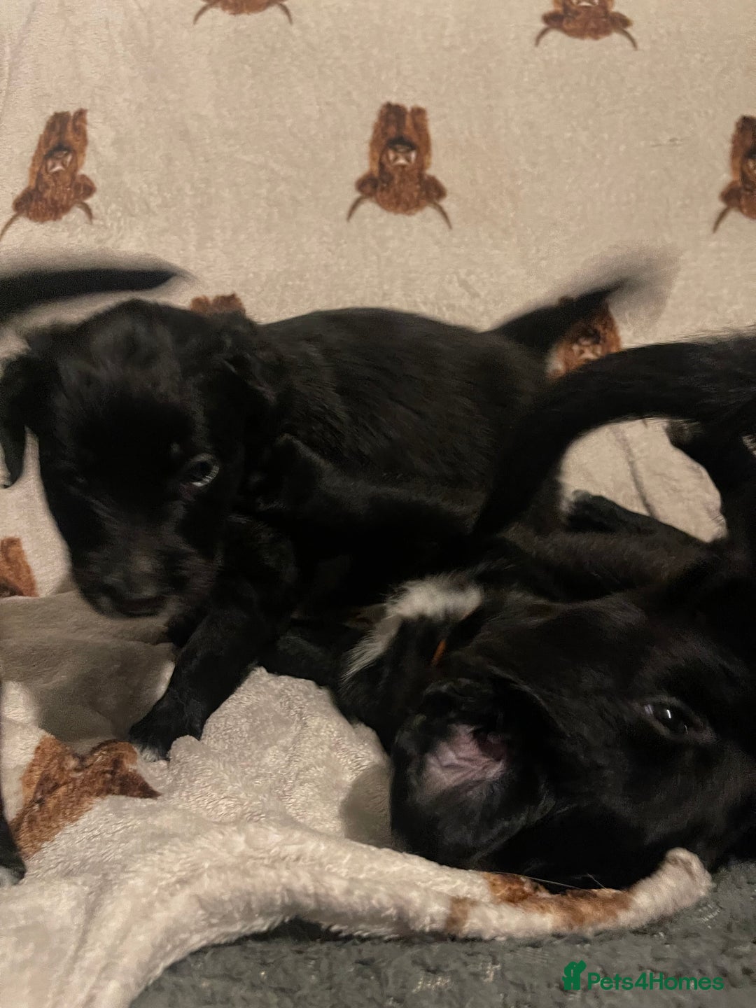 Mixed Breed dogs for sale: 🌟 Collie x Golden Retriever Puppies 🌟 - Image 15