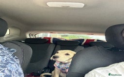 Mixed Breed dogs for sale: Our Delilah  - Image 2