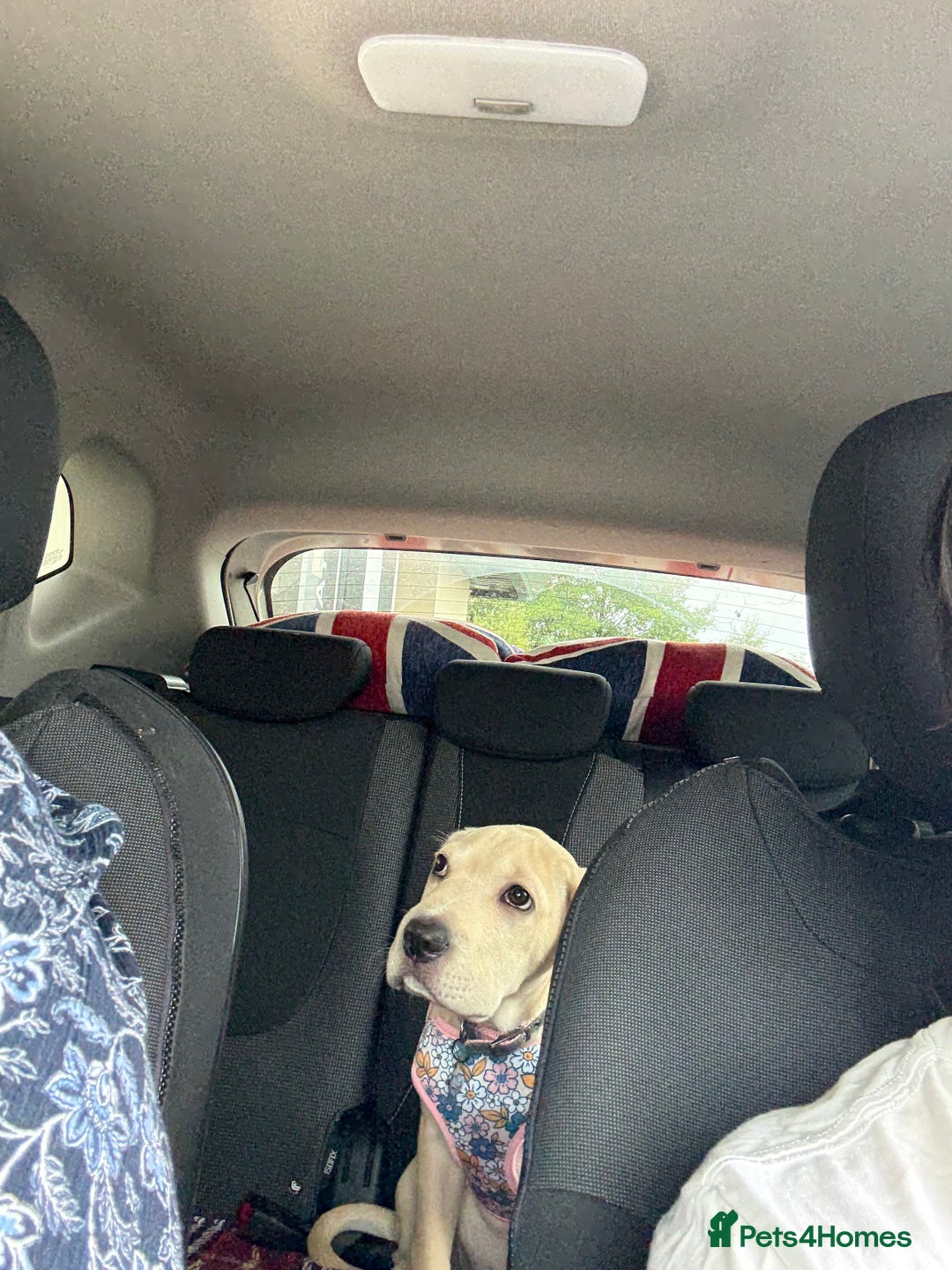 Mixed Breed dogs for sale: Our Delilah  - Image 2