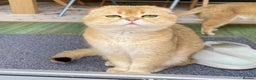 Scottish Fold cats for stud: NY12 CHOCO GOLDEN  SCOTTISH FOLD MALE FOR STUD - Advert 2