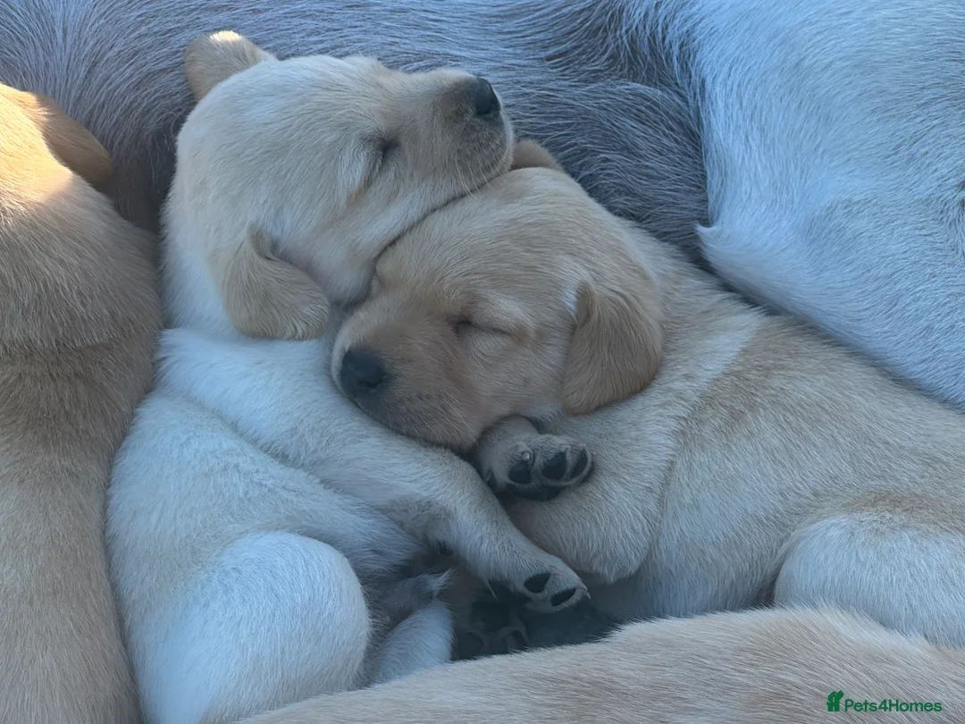 Labrador Retriever dogs for sale: Labrador puppies in Crieff - Advert 3