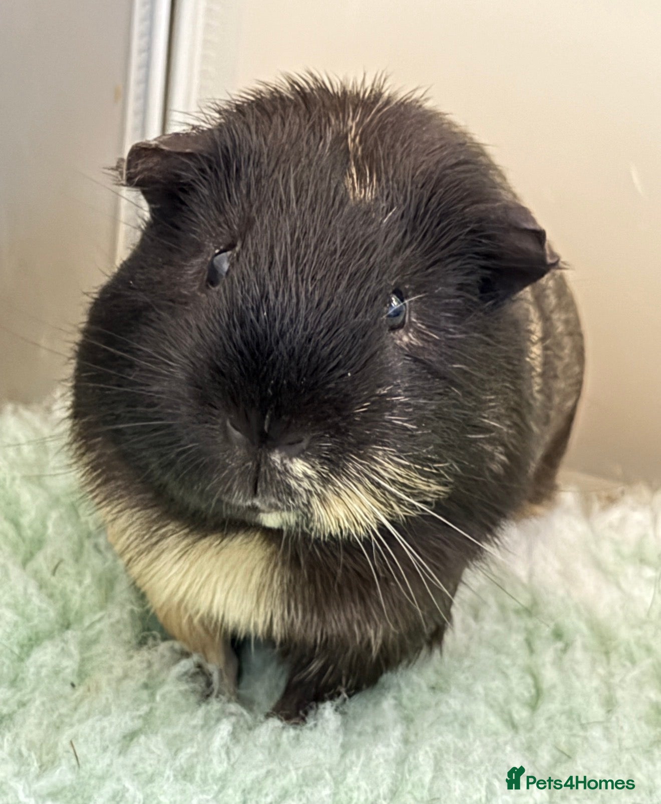 Guinea Pig rodents Sad Sale  - Advert 1
