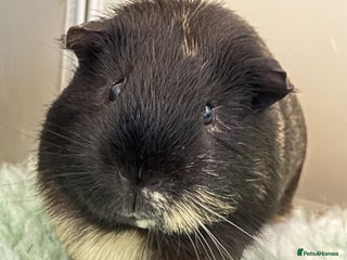 Guinea Pig rodents Sad Sale - Advert 1