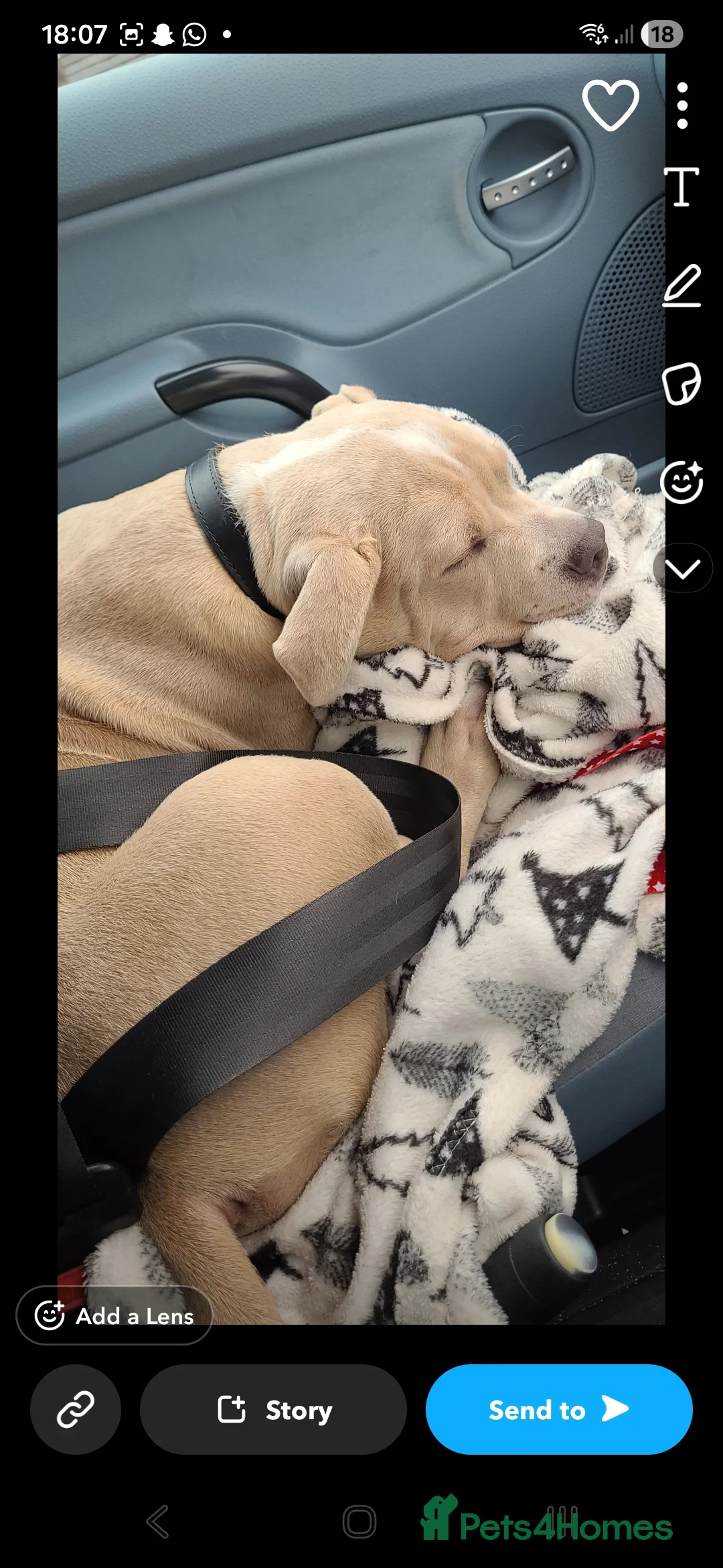 American Bully dogs for sale: American pocket bully  in Stourbridge - Advert 6