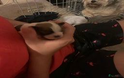 Lhasa Apso dogs for sale: 4 stunning Lhasa  boys  - Image 11
