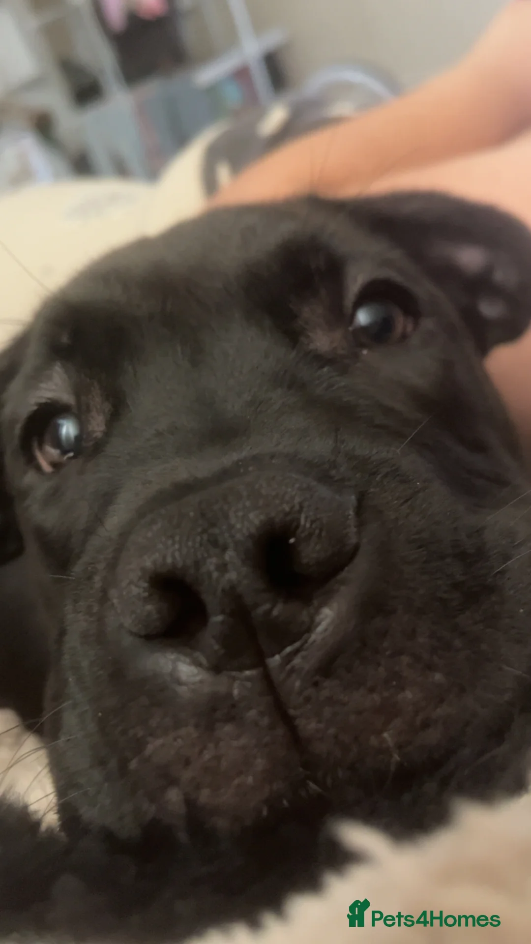 Cane Corso dogs for sale: 6 month old cane corso puppy- Cali - Advert 4