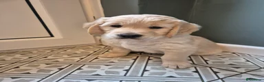 Golden Retriever Puppy 1