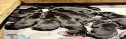 Labrador Retriever dogs for sale: Labrador puppies  in Bideford - Advert 4
