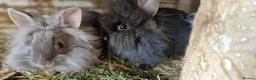 Lionhead rabbits for sale: Cute fluffy friendly lionhead babies-2boys left - Advert 11