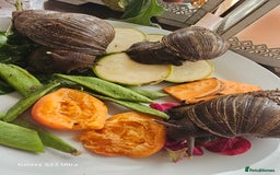 Snails invertebrates for sale: Baby giant African land snails.  - Image 5