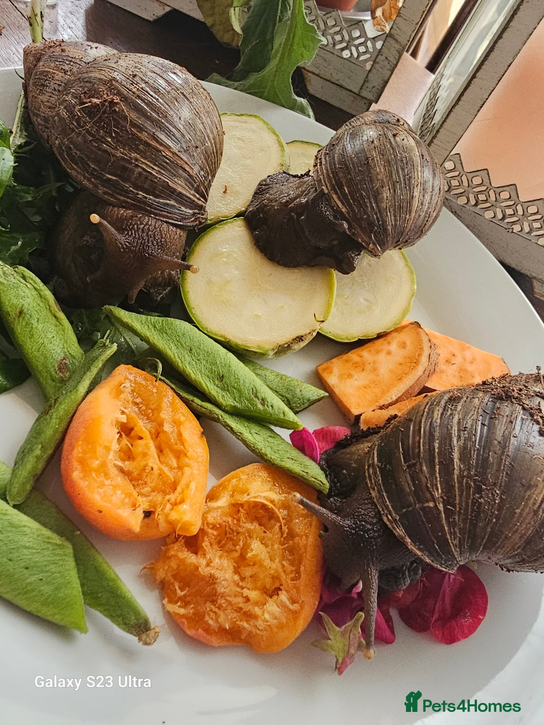 Snails invertebrates for sale: Baby giant African land snails.  - Image 5