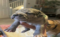 Mixed Breed dogs for sale: Beautiful pups with stunning markings  - Image 1
