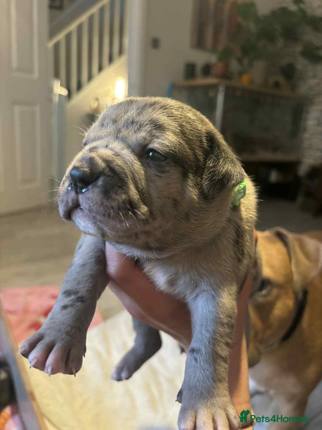 Mixed Breed dogs for sale: Beautiful pups with stunning markings  - Image 1