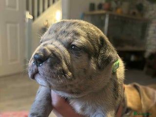 Mixed Breed dogs - Advert 4