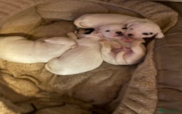 Jack Russell dogs for sale: Amazing jack Russell litter  - Image 3