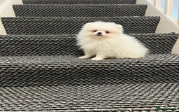 Pomeranian dogs for sale: ❤️ Very Small Quality Girl ❤️ - Image 6