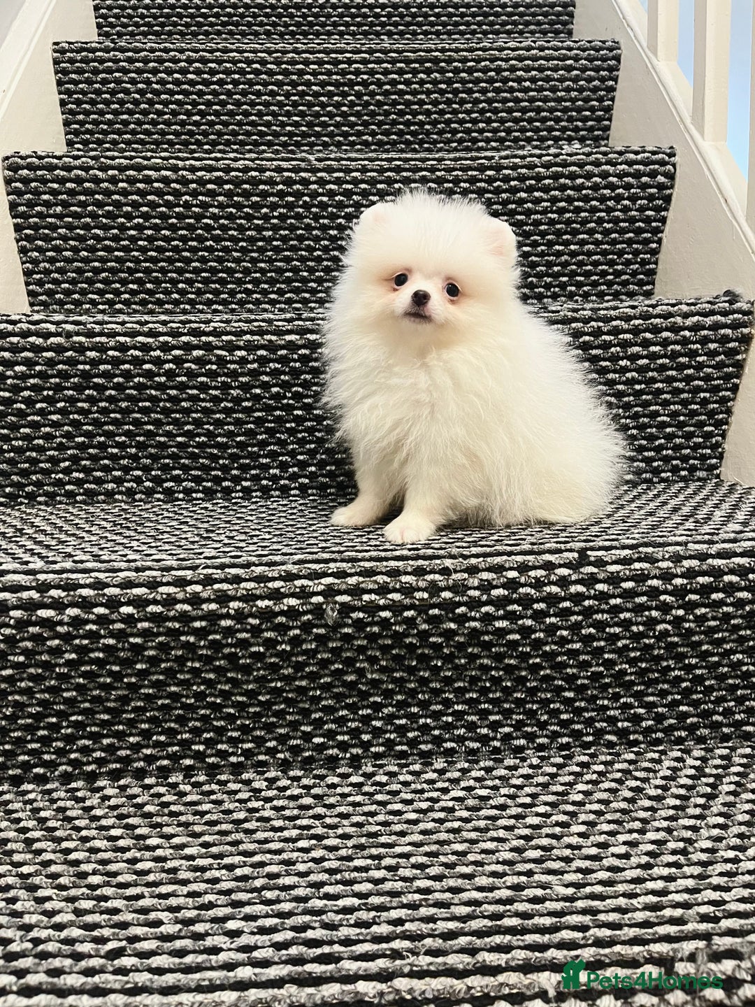 Pomeranian dogs for sale: ❤️ Very Small Quality Girl ❤️ - Image 6