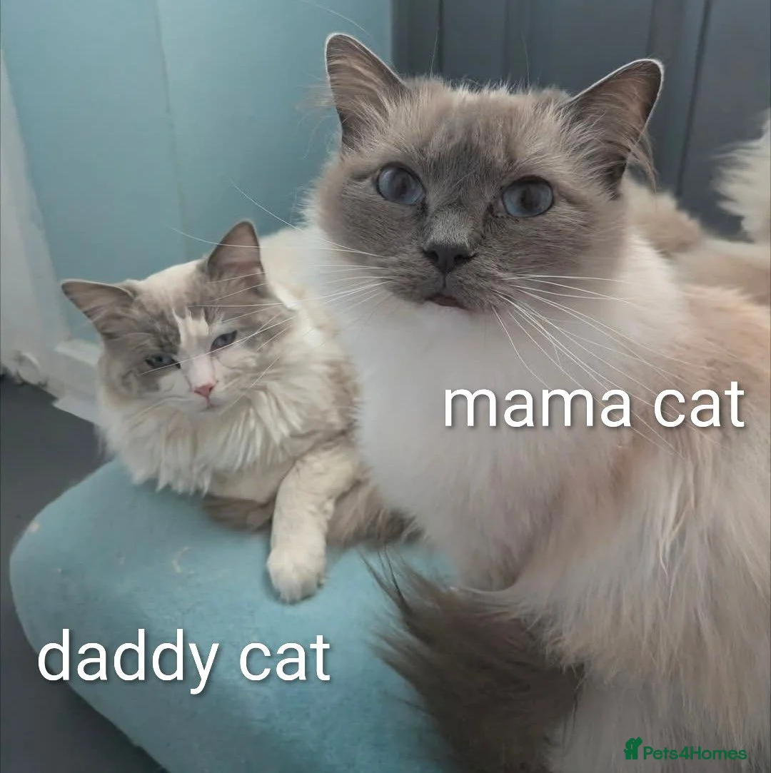 Ragdoll cats for sale: Ragdoll kittens *GCCF registered#  - Advert 8