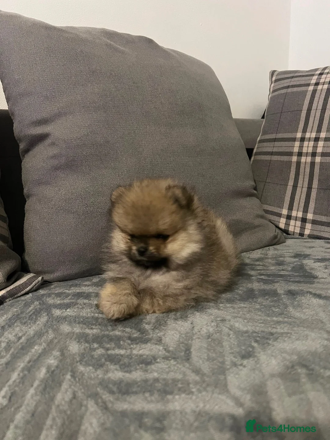 Pomeranian dogs for sale: Beautiful KC Registered Pomeranian Puppies - Advert 2