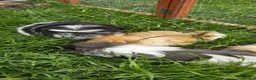 Guinea Pig rodents for sale: Female guinea pigs in Musselburgh - Advert 3