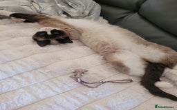 Siamese cats for sale: Siamese/Ragdoll - Image 2