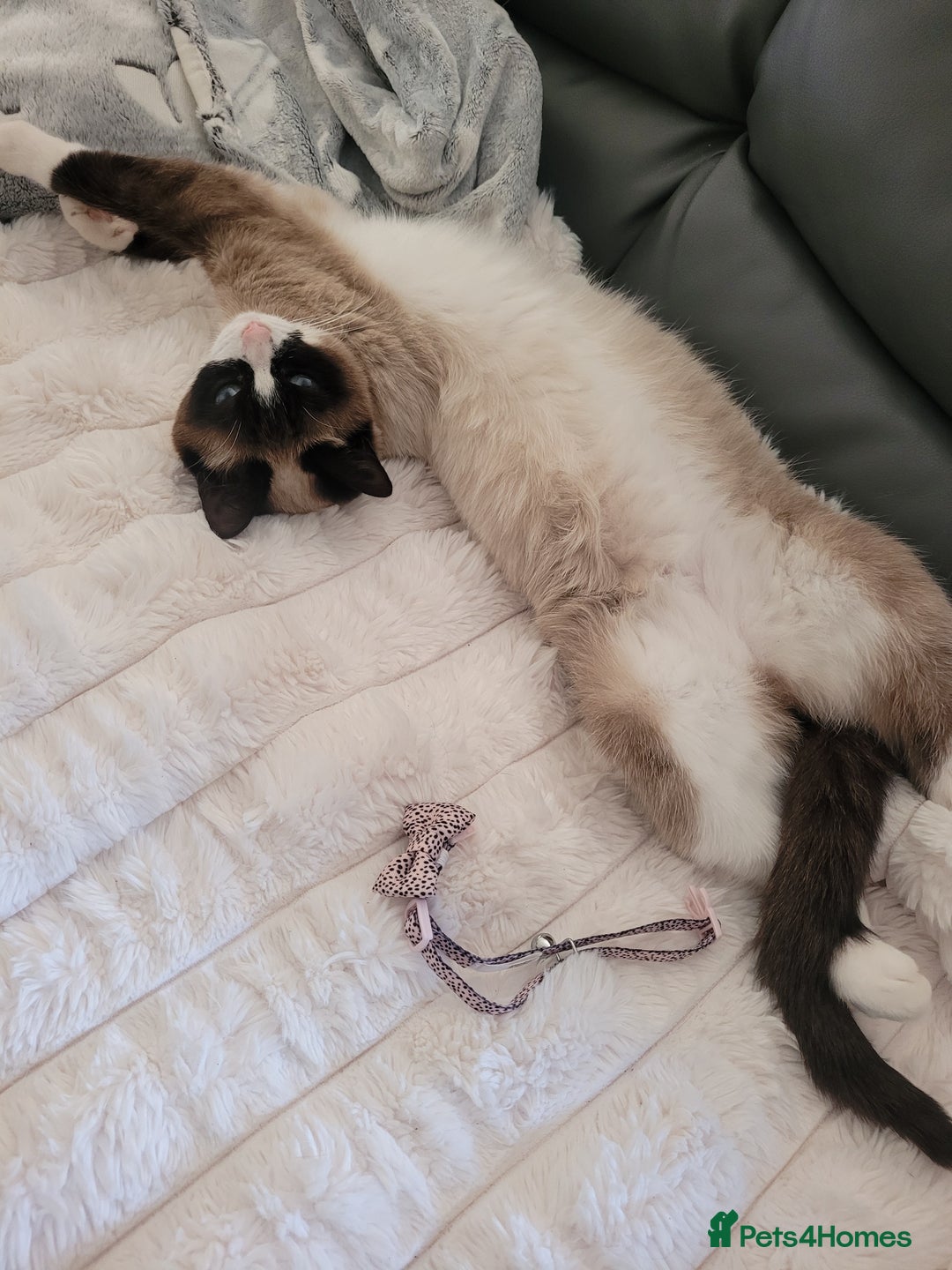 Siamese cats for sale: Siamese/Ragdoll - Image 2