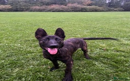 Belgian Shepherd Dog dogs for sale: DUTCH Shepherd puppies - Image 3