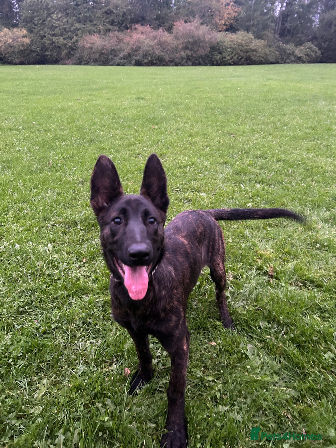 Belgian Shepherd Dog dogs for sale: DUTCH Shepherd puppies - Image 3