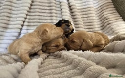 Miniature Dachshund dogs for sale: Longhair mini Dutchund - Image 2
