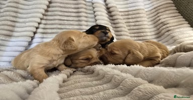 Miniature Dachshund dogs - Advert 12