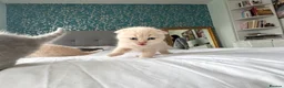 Scottish Fold cats for sale: Gorgeous pure breed kittens  - Advert 10