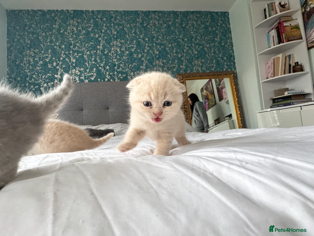 Scottish Fold cats for sale: Gorgeous pure breed kittens  - Advert 10