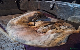 Lurcher dogs for sale: Saluki Lurcher  - Image 14