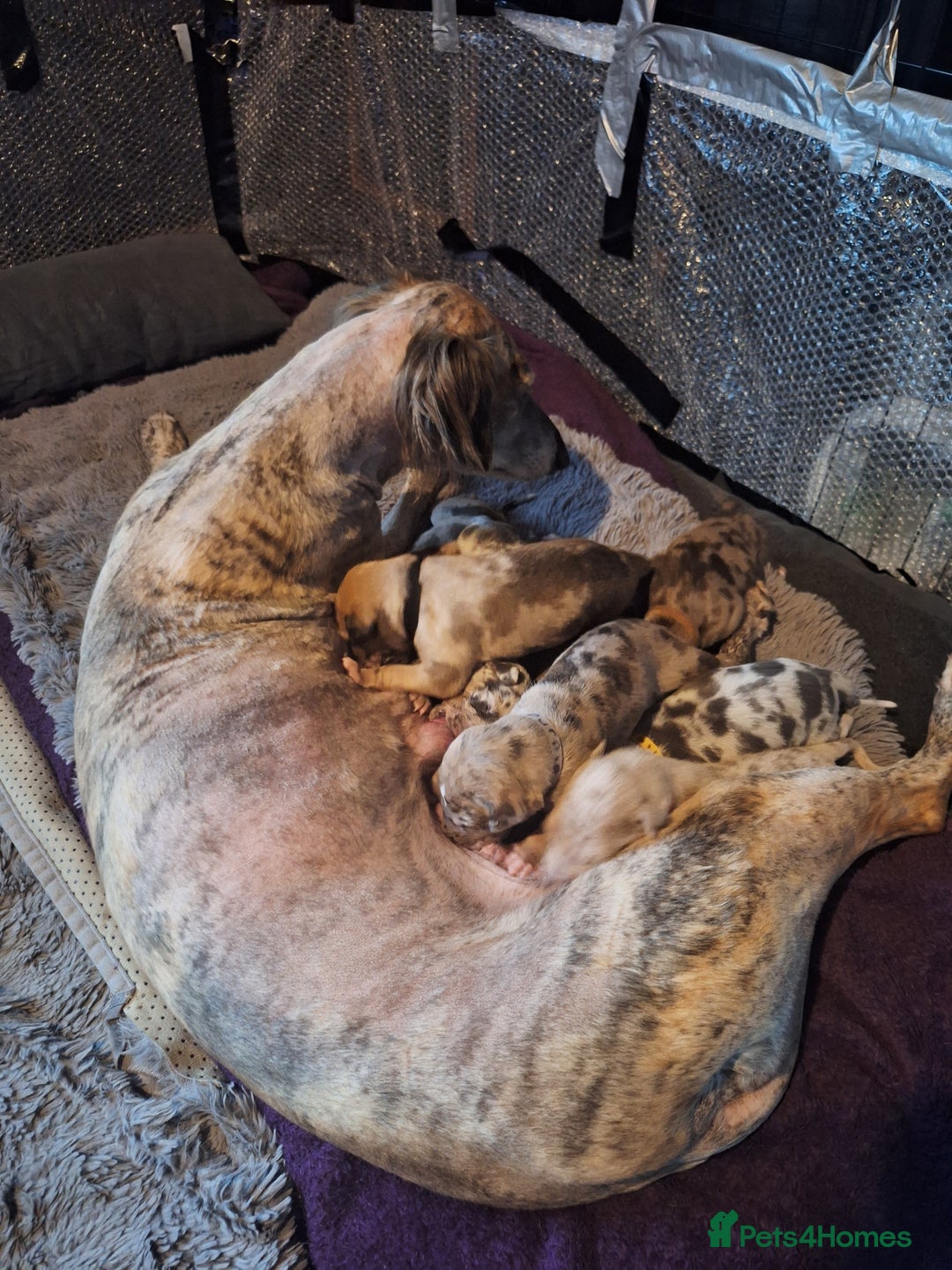 Lurcher dogs for sale: Saluki Lurcher  - Image 14