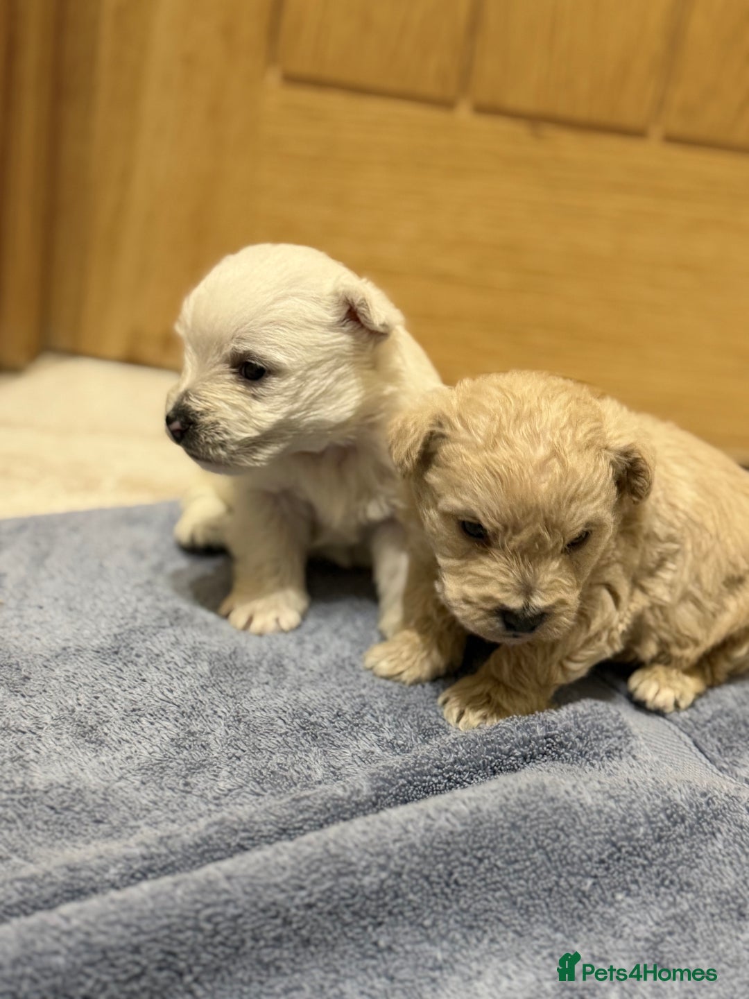 Mixed Breed dogs for sale: DNA Health tested Westie-poos  - Advert 1