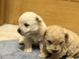 Mixed Breed dogs DNA Health tested Westie-poos - Advert 1