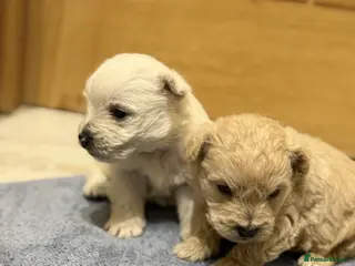 Mixed Breed dogs DNA Health tested Westie-poos - Advert 10