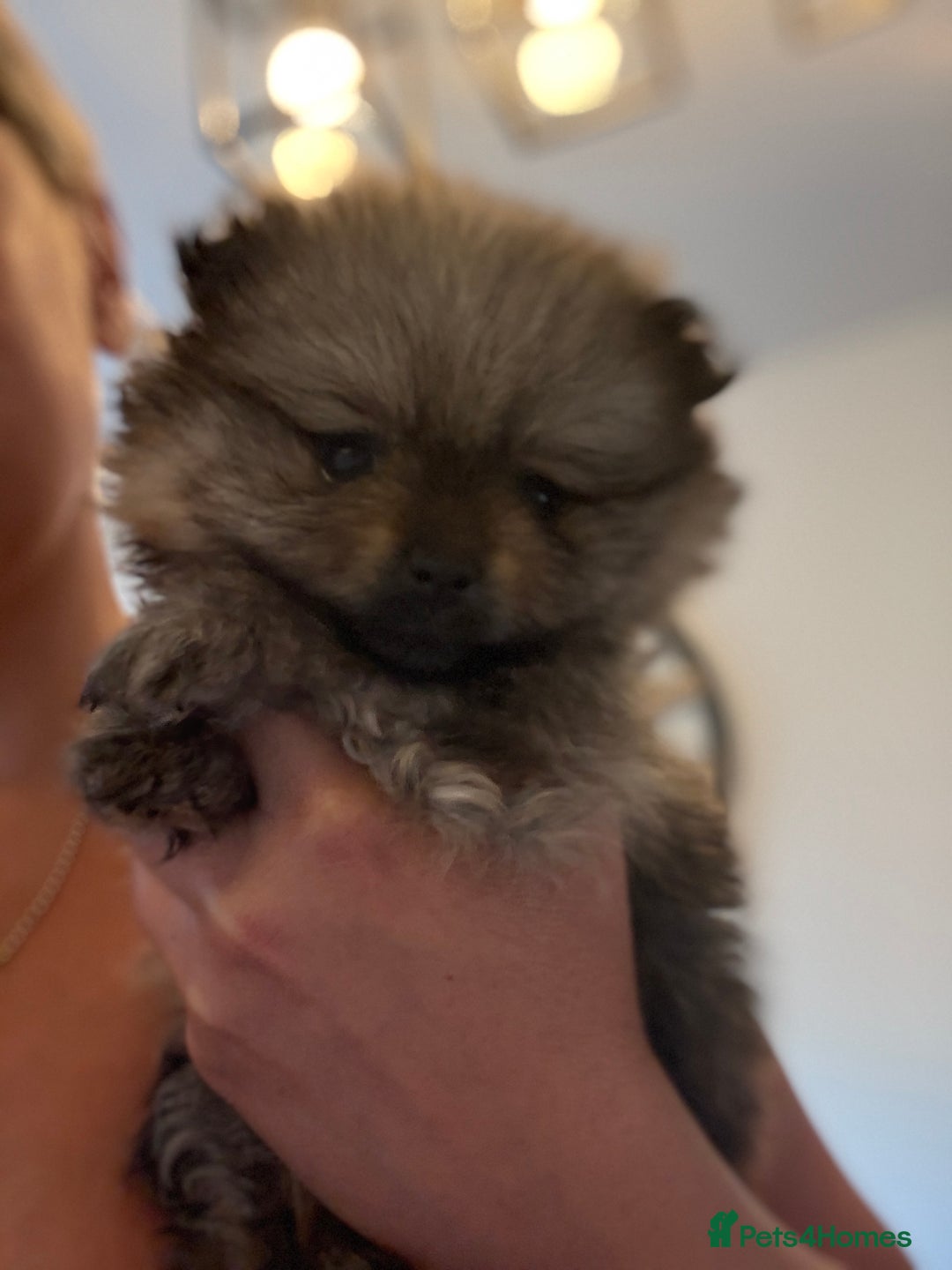 Pomeranian dogs for sale: Stunning Pomeranian puppies - Image 1