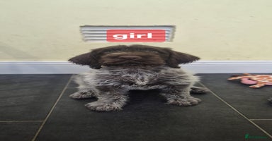 German Wirehaired Pointer dogs - Advert 14