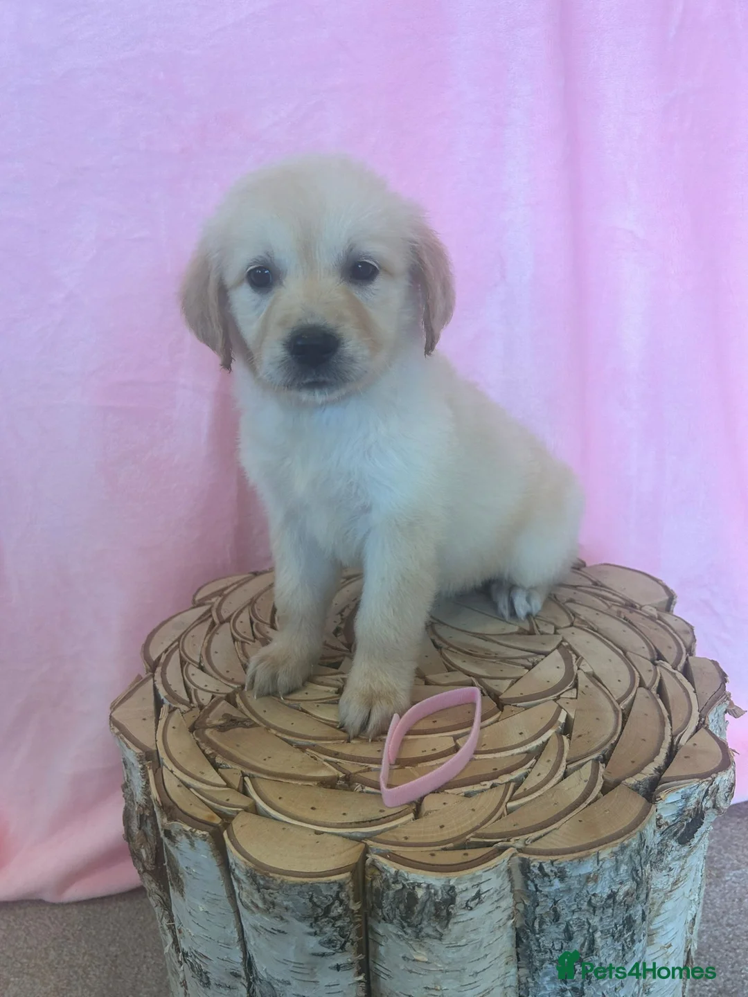 Golden Retriever dogs for stud: Extensively health tested show type kc reg in Bedford - Advert 19