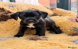 Mixed Breed dogs for sale: Border terrier x cocker spaniel puppies - Image 4