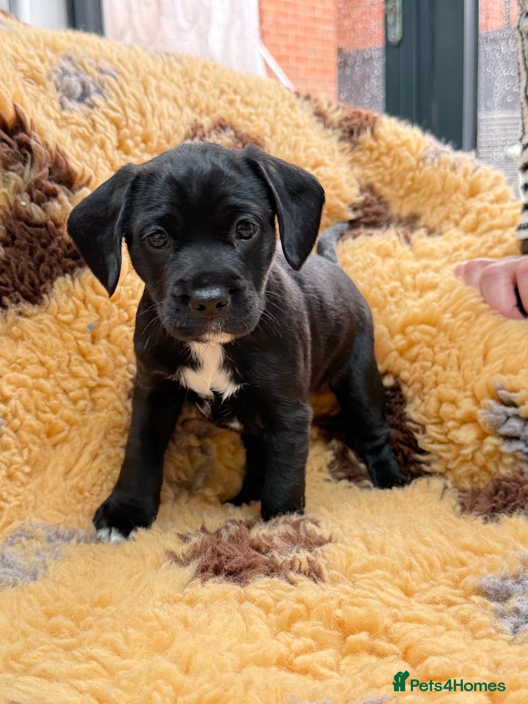 Mixed Breed dogs for sale: Border terrier x cocker spaniel puppies - Image 4