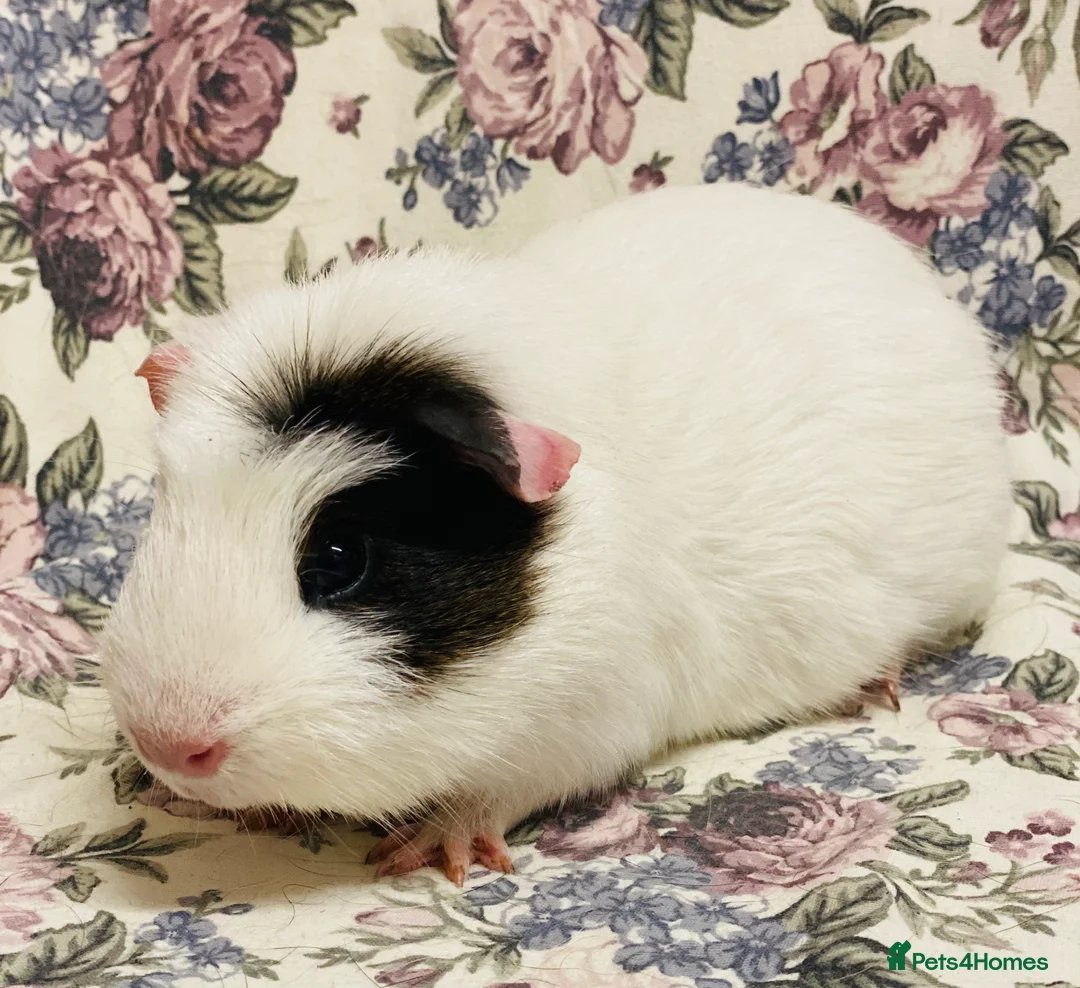 Guinea Pig rodents for sale: Pretty mix of male guineapig babies and youngsters - Advert 32