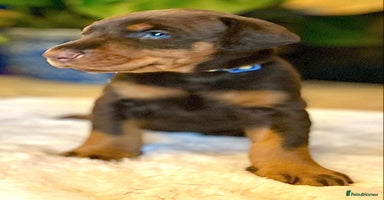 Dobermann dogs - Advert 15