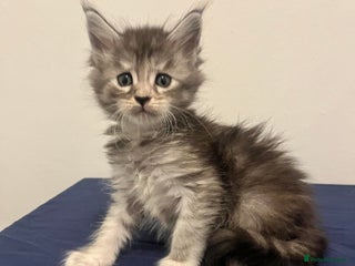 Maine Coon cats - Advert 11