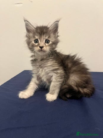 Maine Coon cats - Advert 3