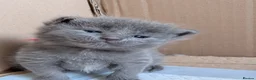 Maine Coon cats for sale: 7 gorgeous maine coon cross kittens  - Advert 20